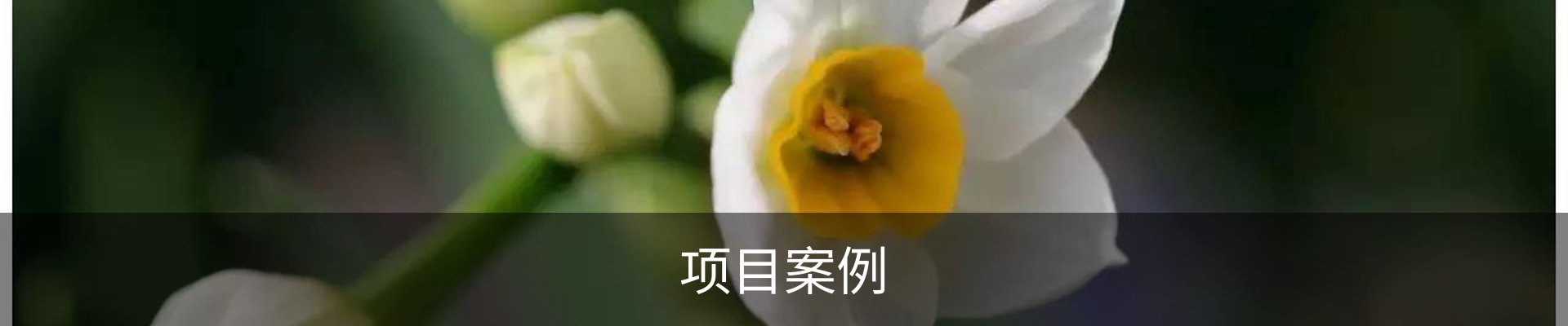 项目案例